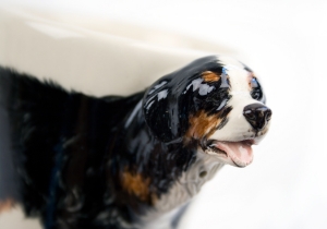 Bernese Mountain Dog Coffee Mug